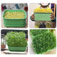 🌱Stablebar bønnespirevekstboks (50 % RABATT)