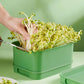 🌱Stablebar bønnespirevekstboks (50 % RABATT)