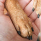 🎉 2026-salg — Over 50 000 solgt!🐕Neglefil i tre med utskiftbare pads – skånsomt pleieverktøy for potene til hunder, katter og små kjæledyr
