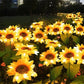 🌻50 % RABATT! ☀️ Vanntette solcellelamper – Realistiske blomsterblader, IP65 værbestandig og lyser automatisk i 8–12 timer ☀️🌻