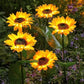 🌻50 % RABATT! ☀️ Vanntette solcellelamper – Realistiske blomsterblader, IP65 værbestandig og lyser automatisk i 8–12 timer ☀️🌻