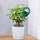 ⏳Tidsbegrenset 50% RABATT⏰Profesjonell jordfuktmåler for innendørs og utendørs planter🌱💦